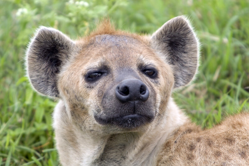 Hyena in Grass — Brown