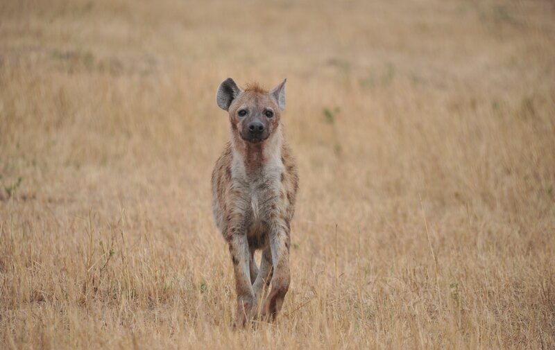 Hyena in Grass