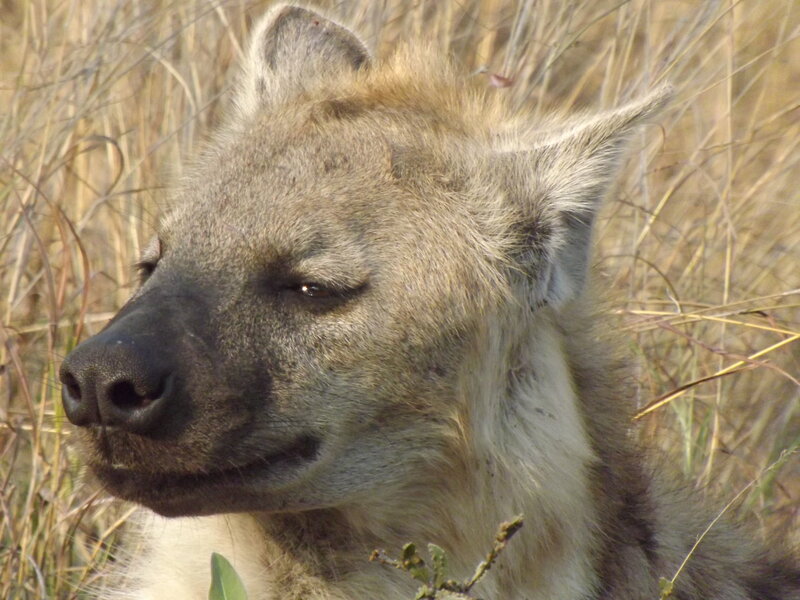 Hyena in Tall Grass — Brown