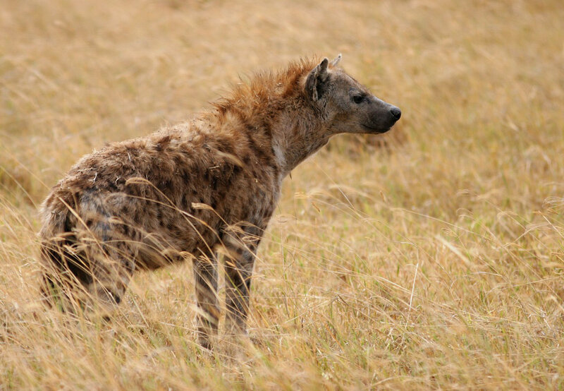 Hyena in Tall Grass