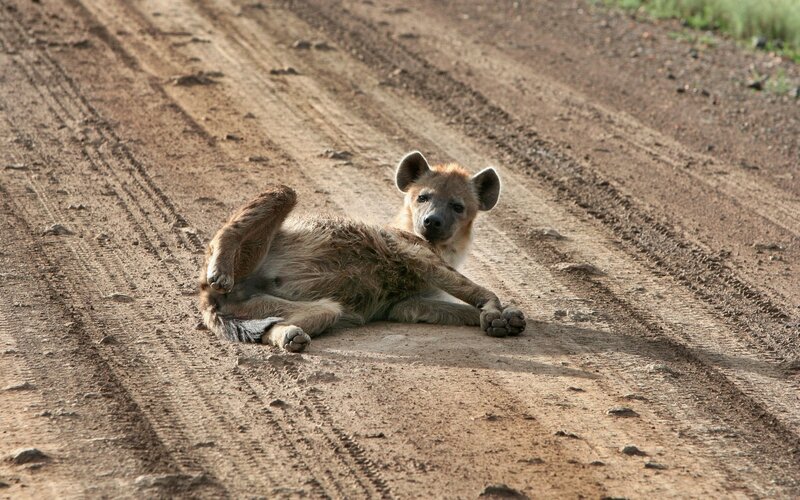 Hyena resting on dirt road