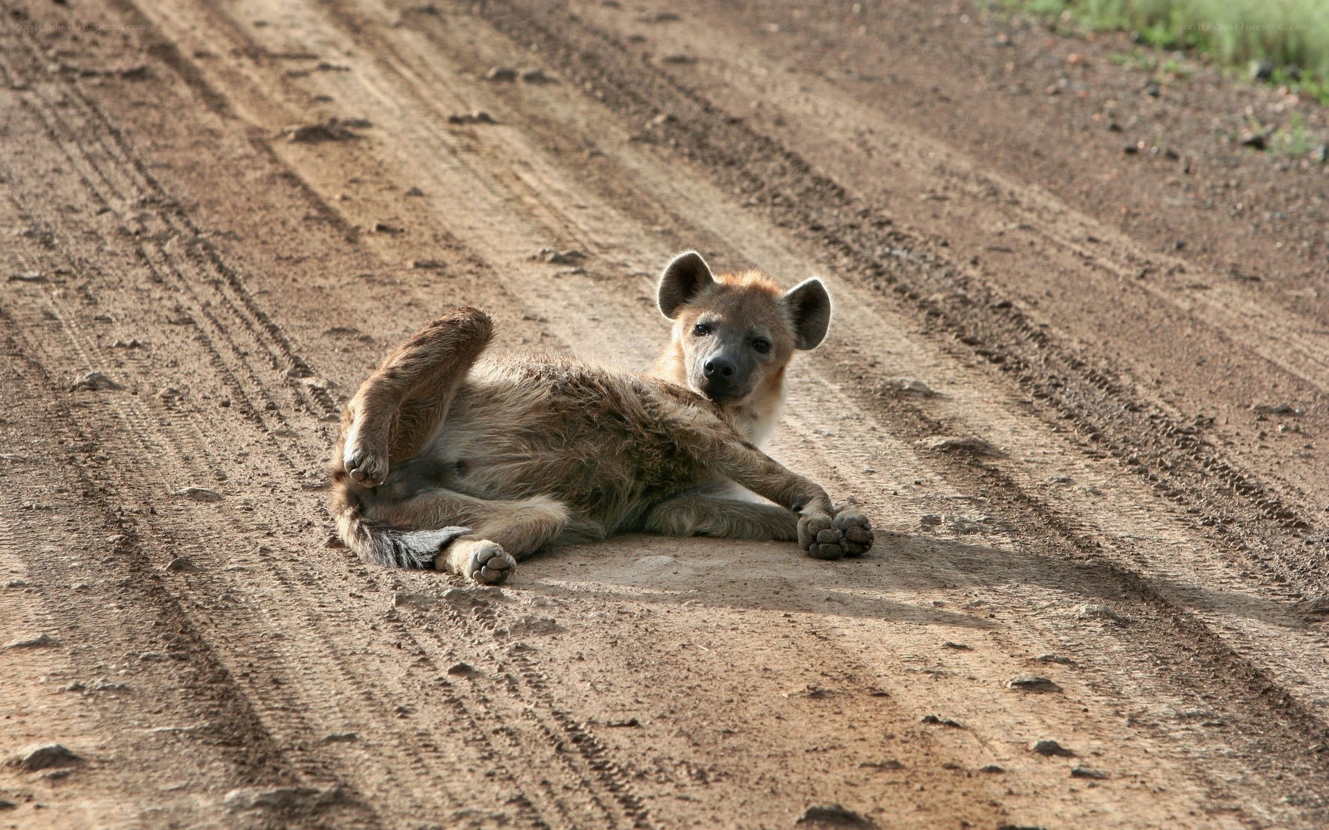 Hyena resting on dirt road