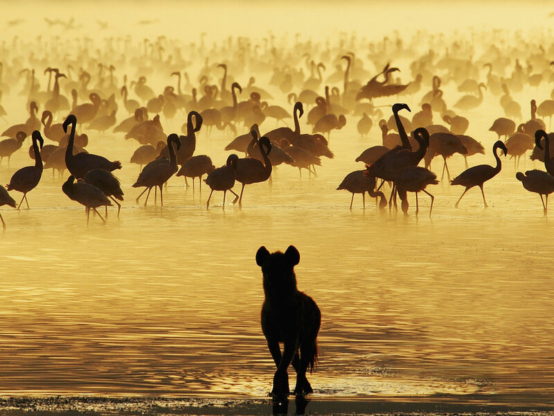 Hyena Silhouetted at Water's Edge
