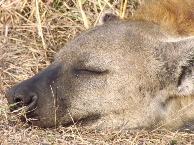 Hyena Sleeping on Grass