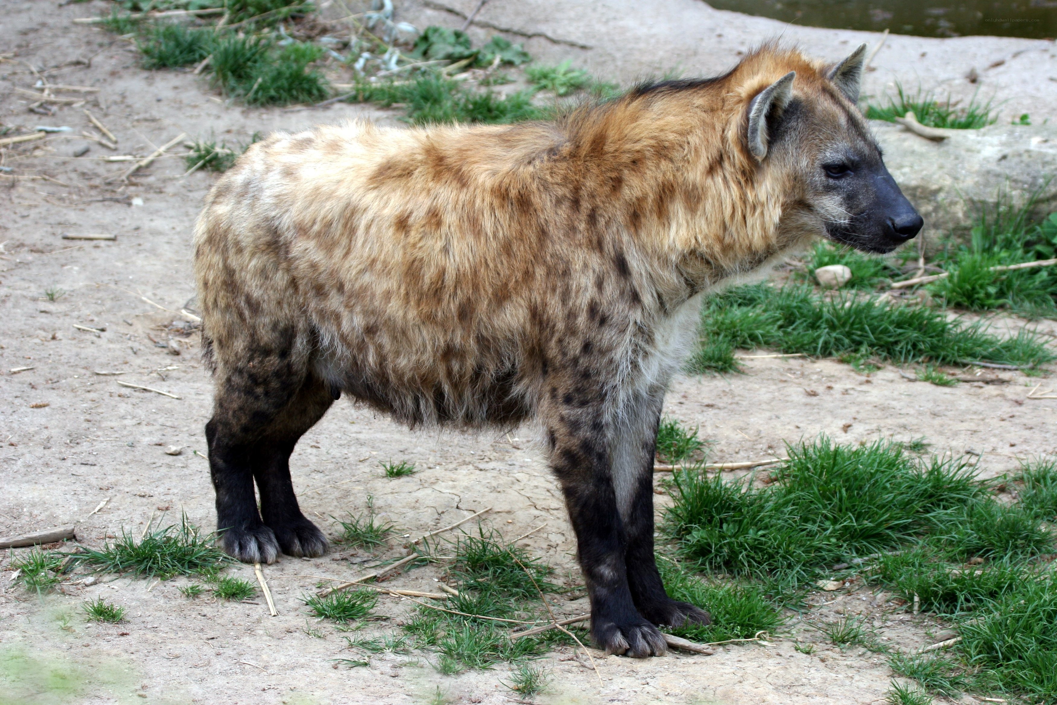 hyena standing in enclosure
