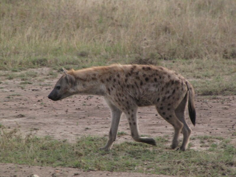 hyena walking in savanna