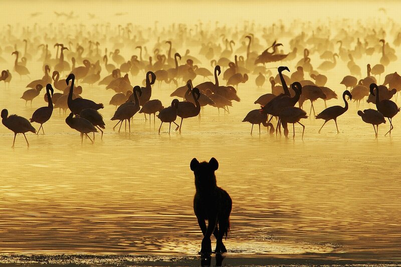 Hyena Watching Flamingos