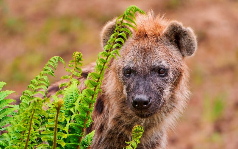 Hyena with Ferns