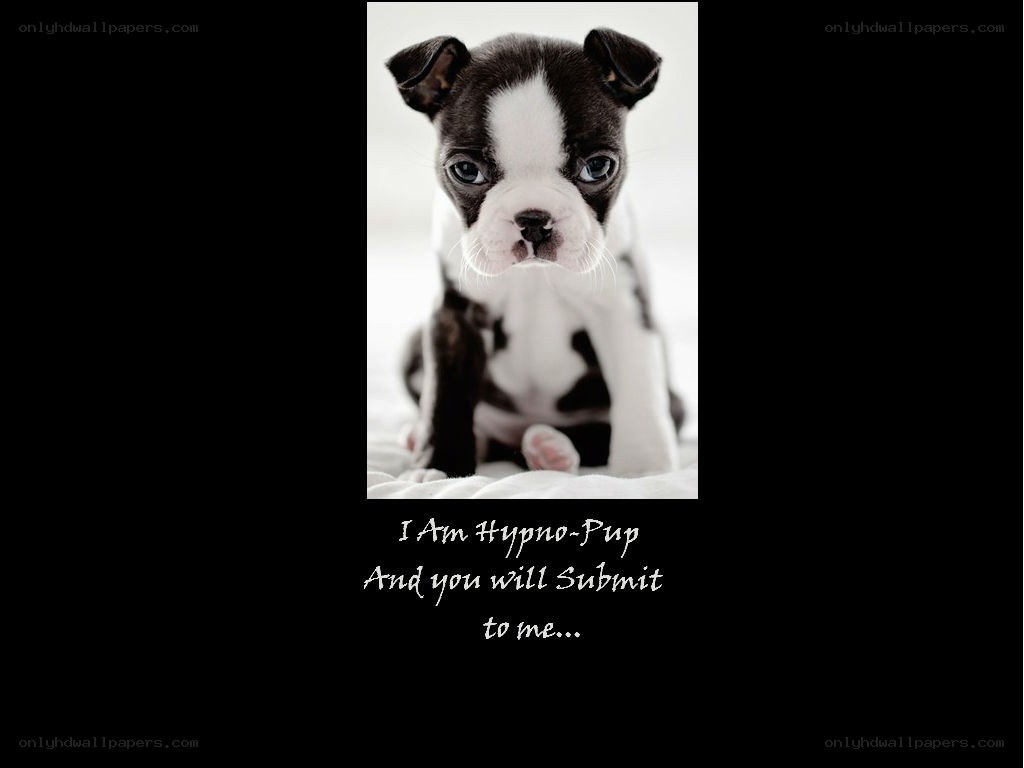 Hypno-Pup puppy