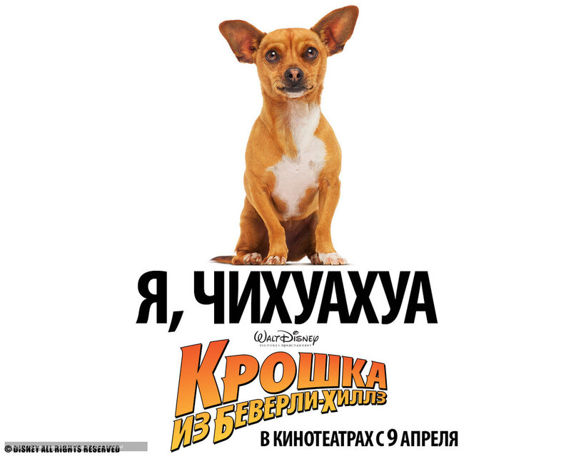 I Am Chihuahua movie poster