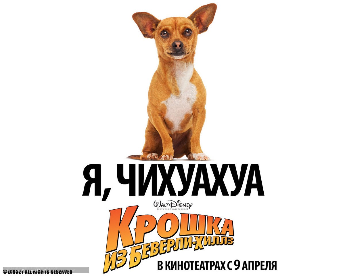 I Am Chihuahua movie poster