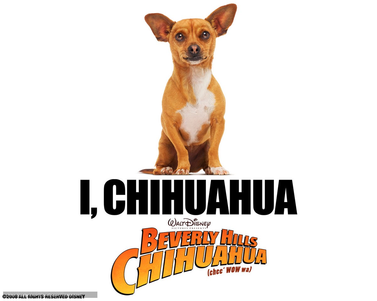I, Chihuahua movie poster
