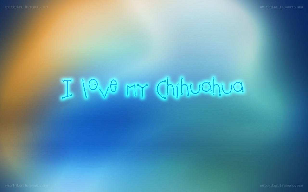 I love my Chihuahua