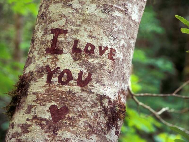 I love you carved on a tree