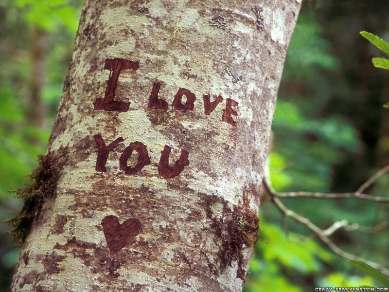 I love you carved on a tree
