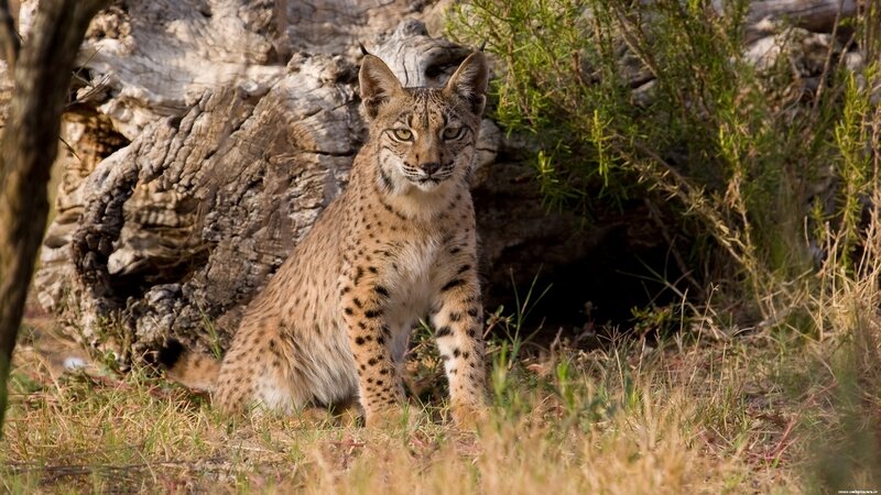 Iberian lynx in natural habitat