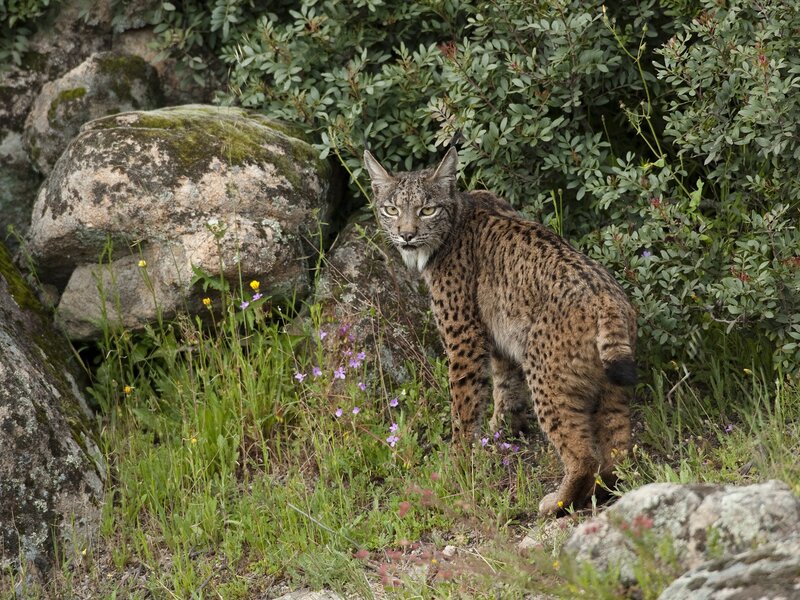 Iberian lynx in wild habitat