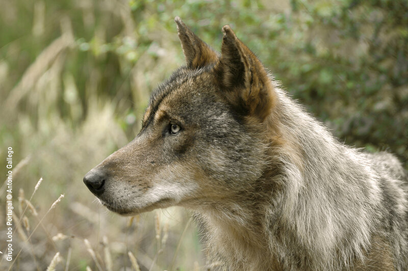 Iberian Wolf in Profile