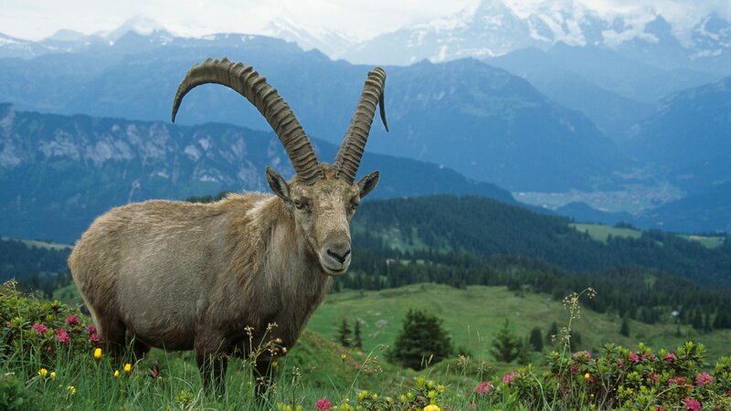 Ibex in alpine meadow
