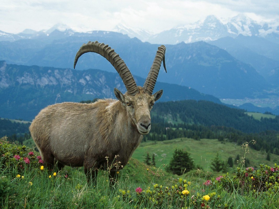 Ibex in alpine meadow