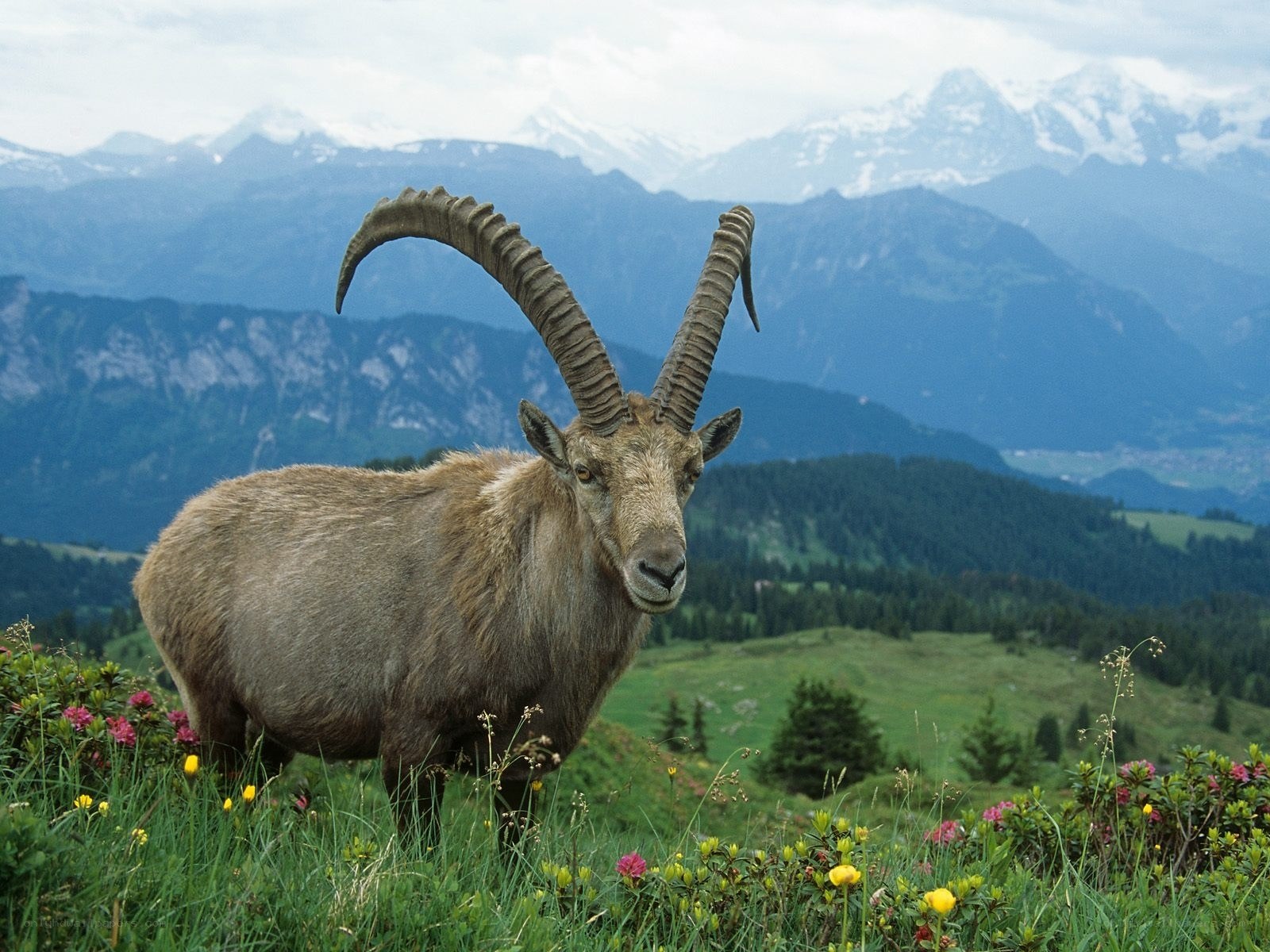 Ibex in alpine meadow