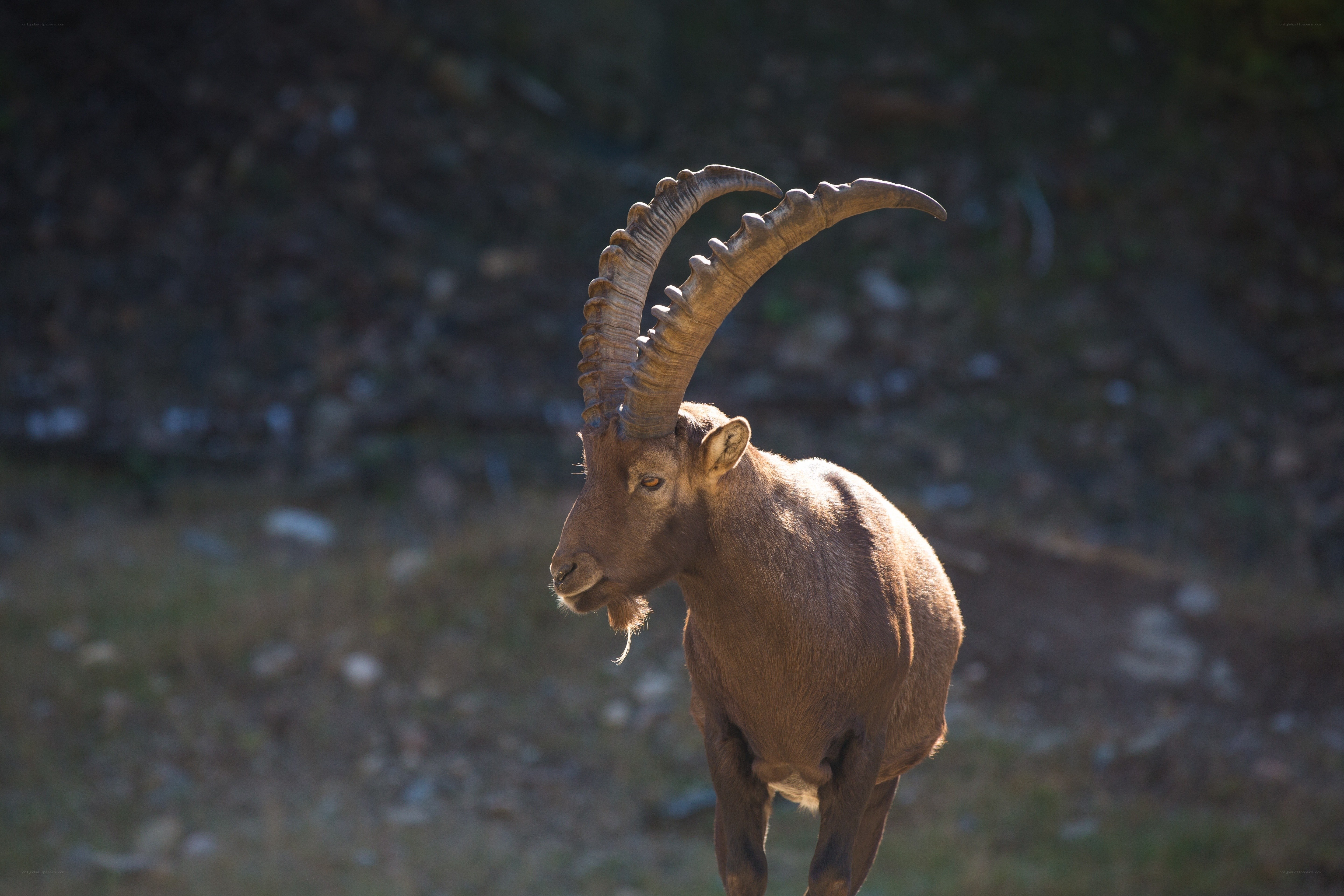 Ibex in mountain landscape