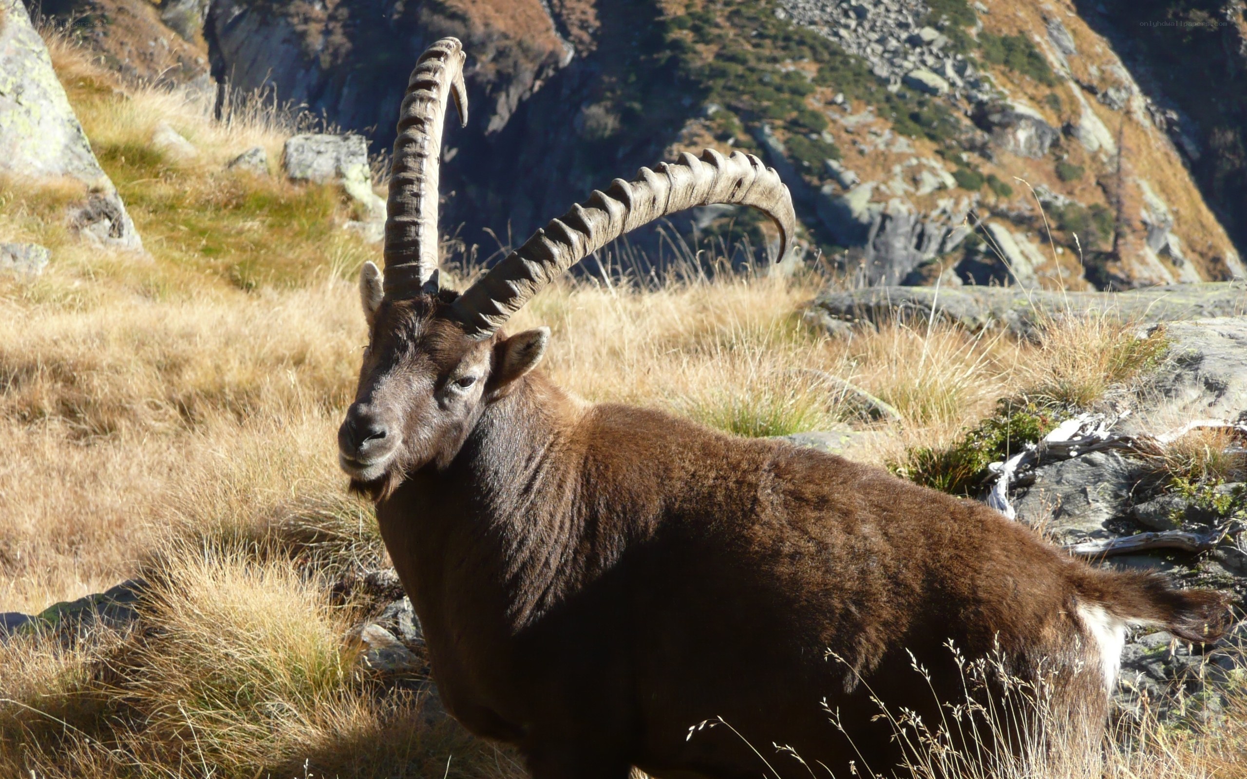 Ibex in mountain landscape