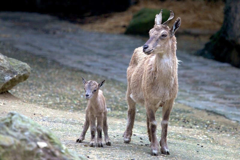 Ibex Mother and Baby