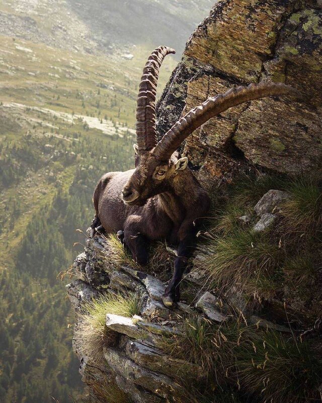 Ibex on a Cliff — Brown