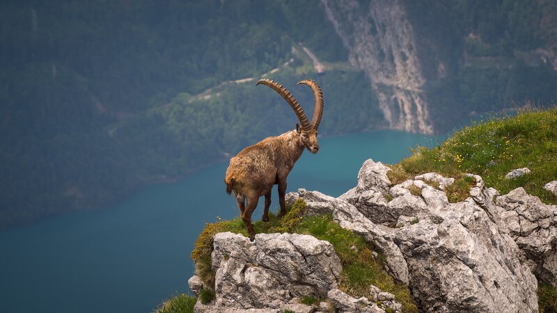 Ibex on a Cliff — Green