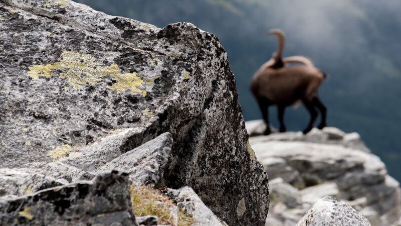 Ibex on a Cliff