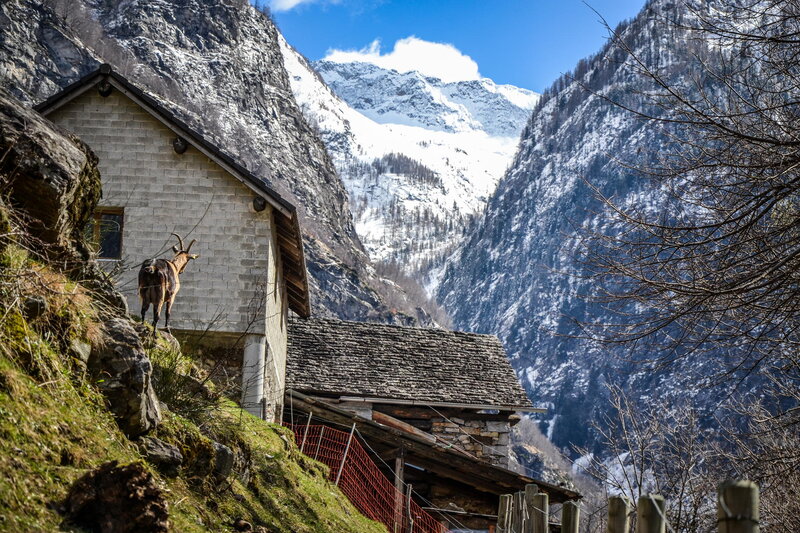 Ibex on a Hillside