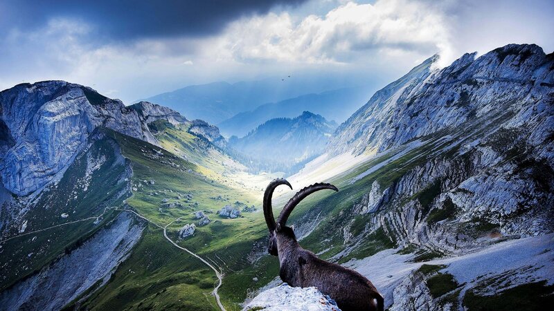 Ibex on a Mountain — Blue, Dramatic