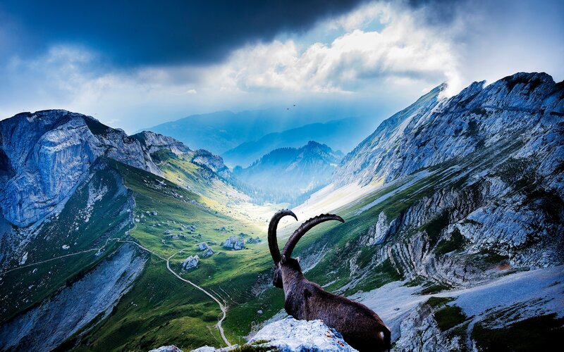 Ibex on a Mountain — Blue