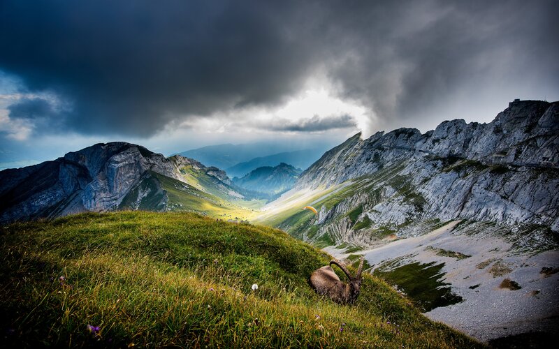 Ibex on a Mountain — Green, Dramatic, Afternoon