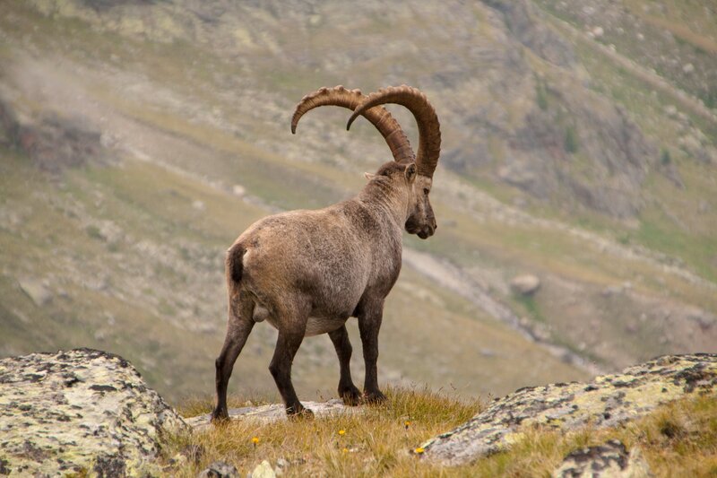 Ibex on a mountain ridge