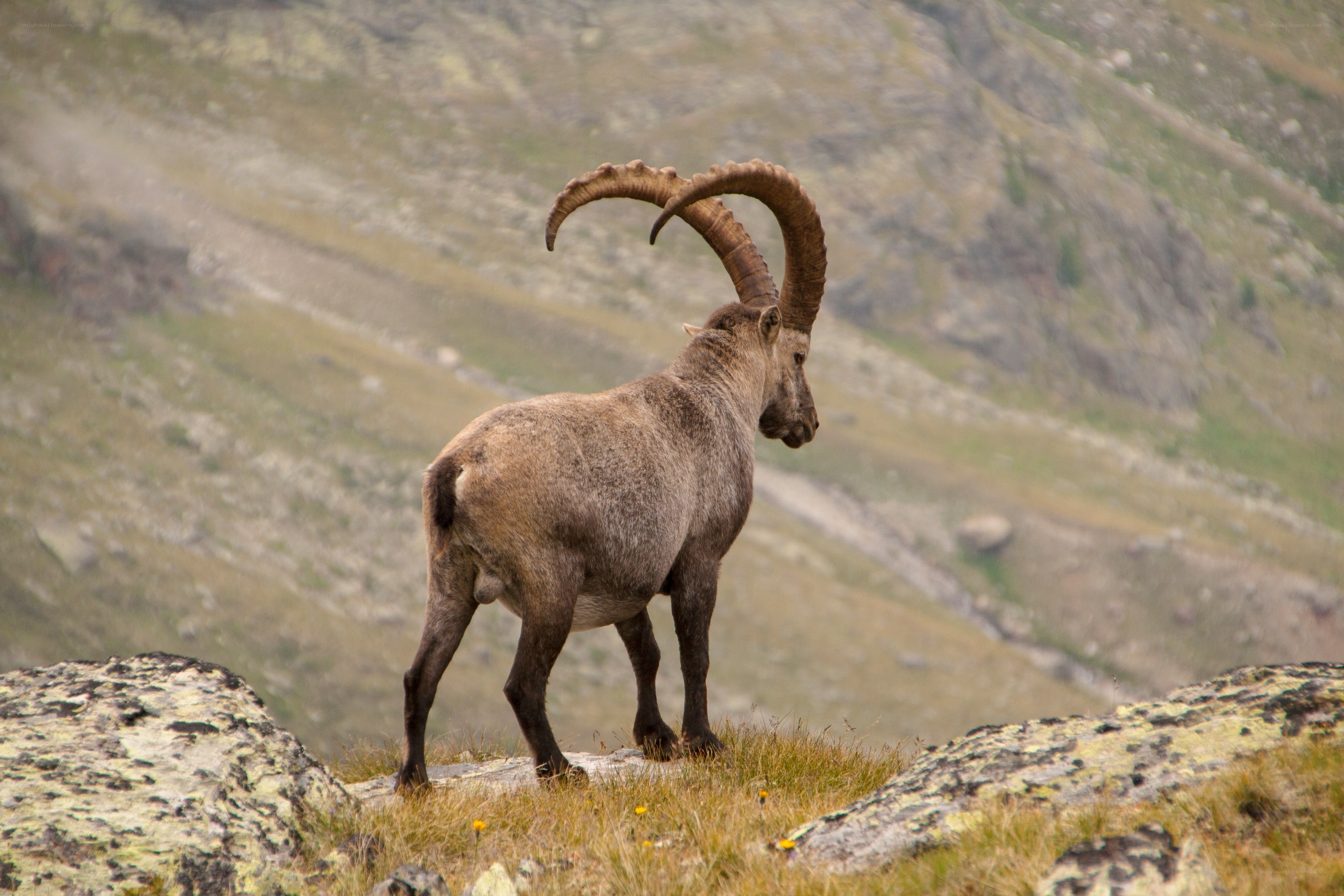 Ibex on a mountain ridge