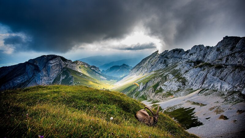 Ibex on a Mountain Slope