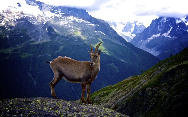 Ibex on a Mountain