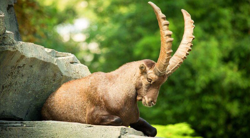 Ibex on a Rock