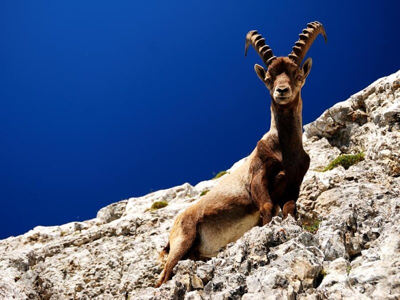 Ibex on a rocky cliff