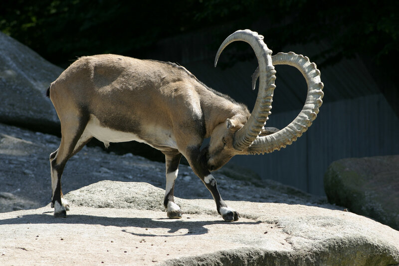 ibex on a rocky outcrop