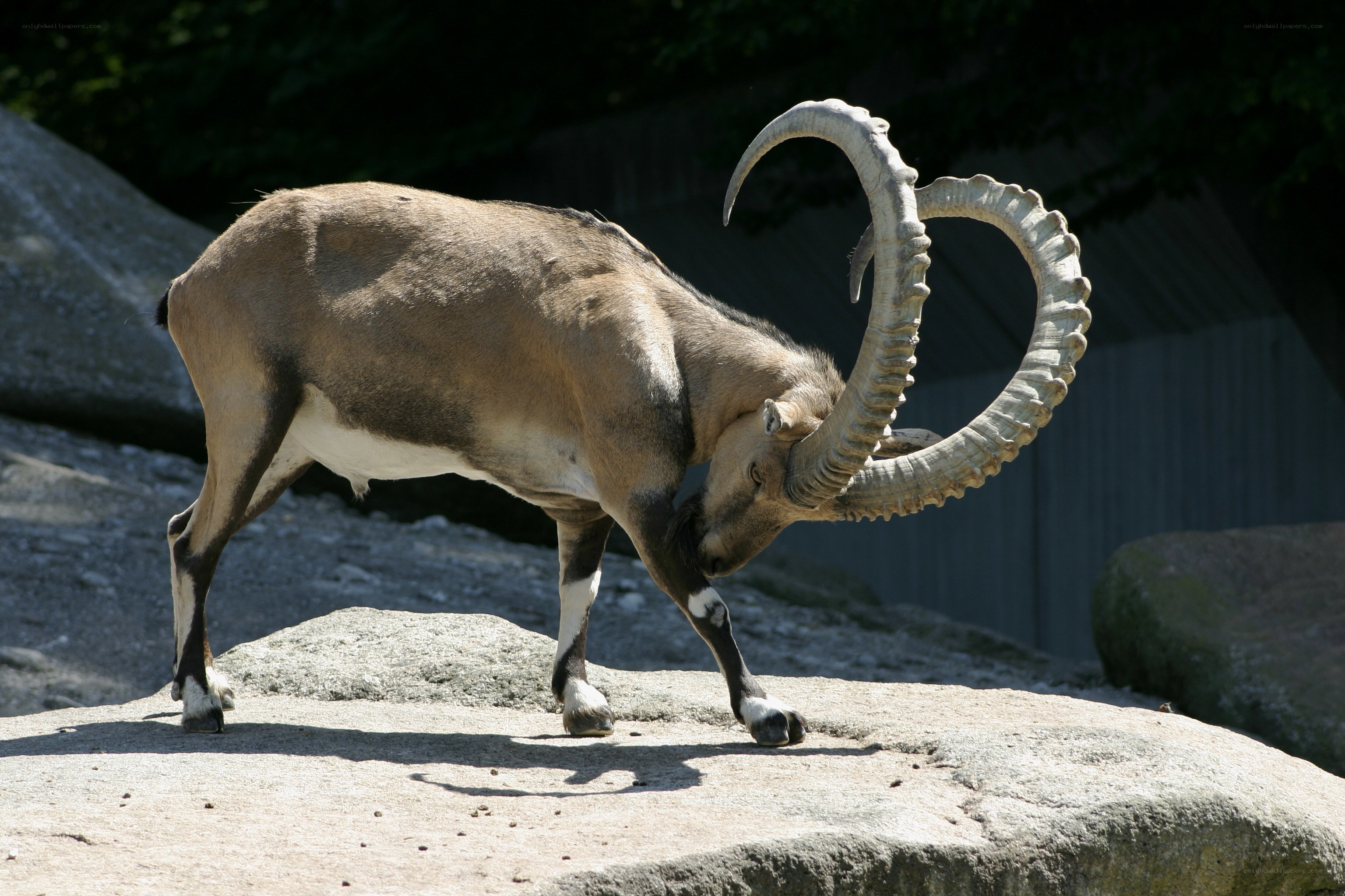 ibex on a rocky outcrop