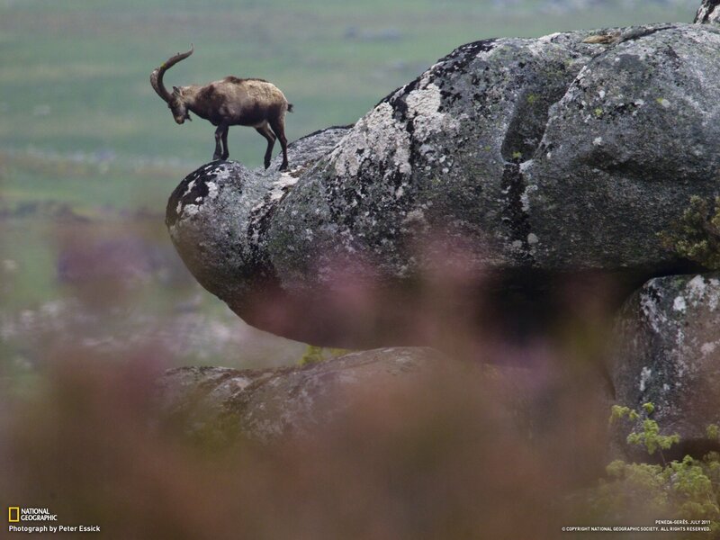 Ibex on a rocky outcrop