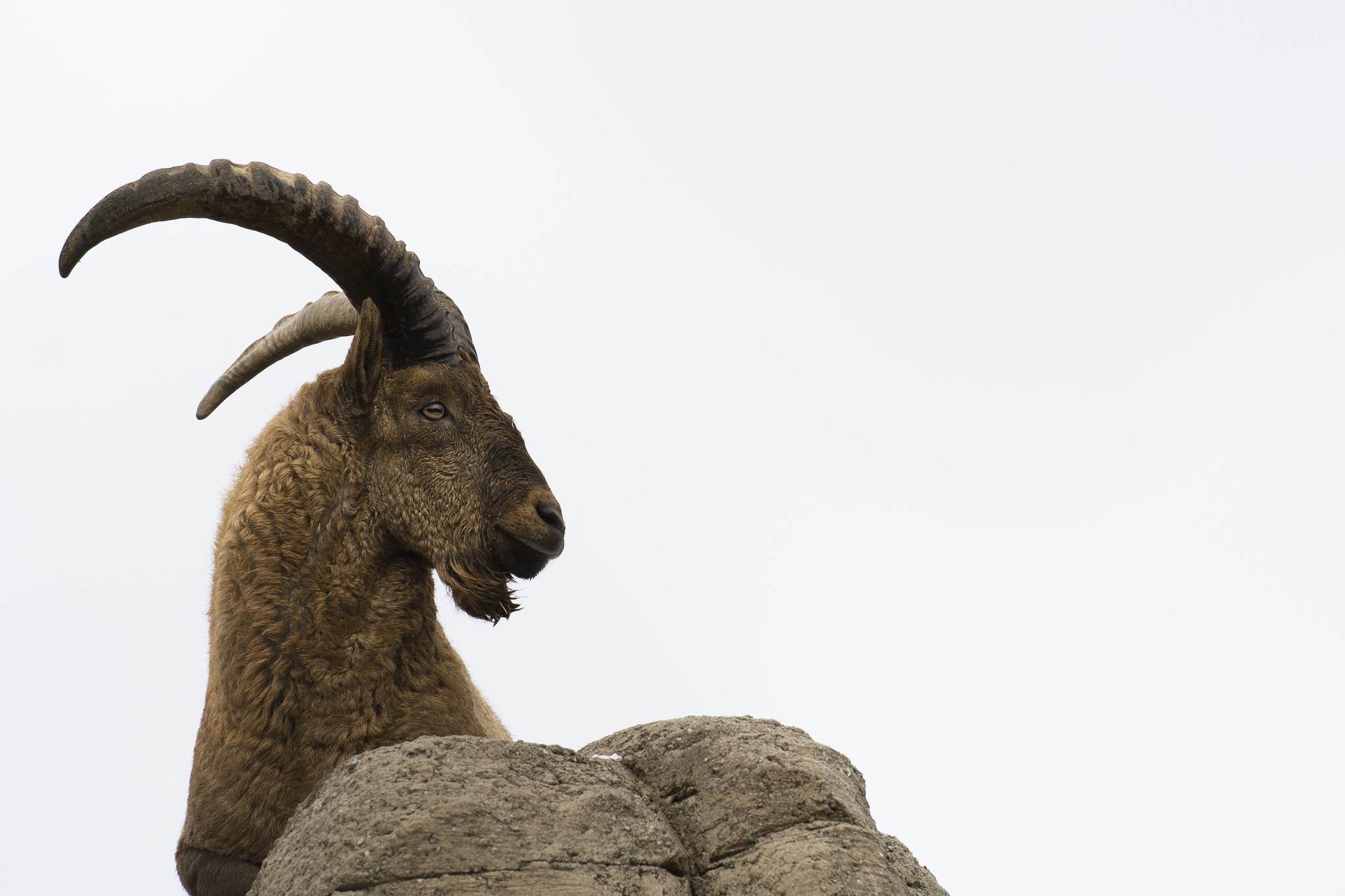 ibex on a rocky outcrop
