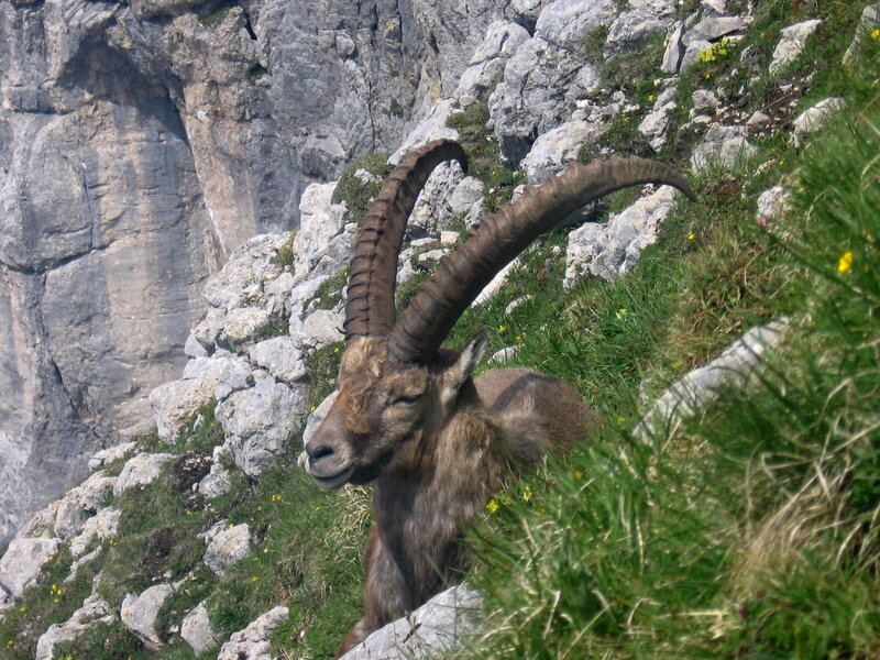 Ibex on a Rocky Slope