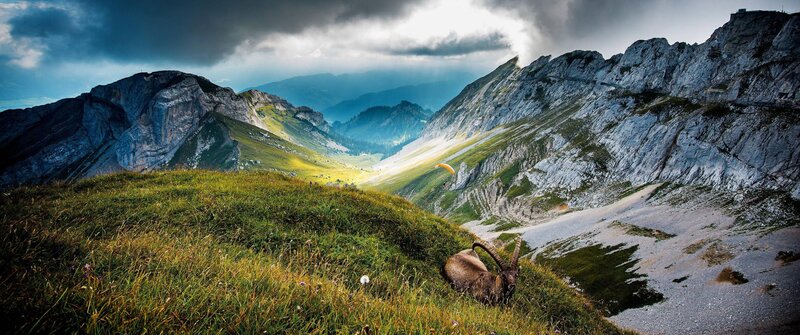 Ibex on Grassy Slope — Green