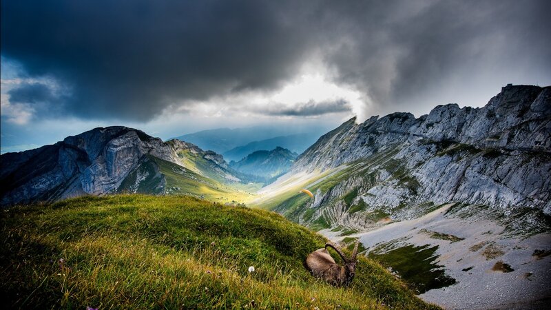 Ibex on Grassy Slope