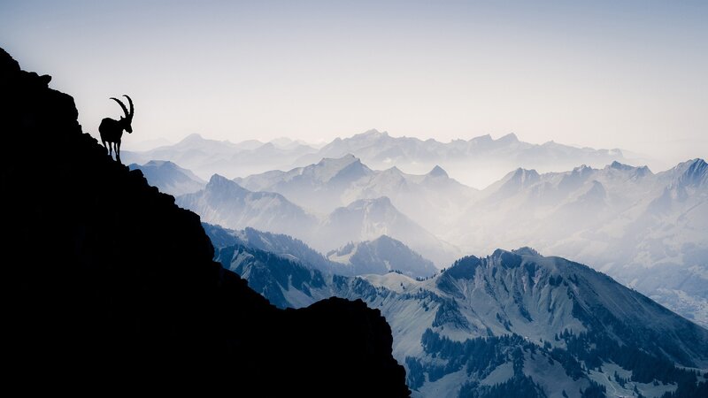 Ibex on Mountain Peak — Black