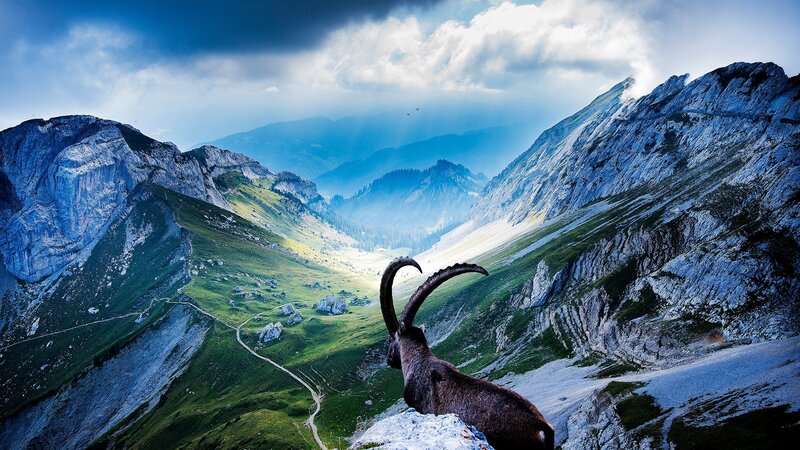 Ibex on Mountain Peak — Blue